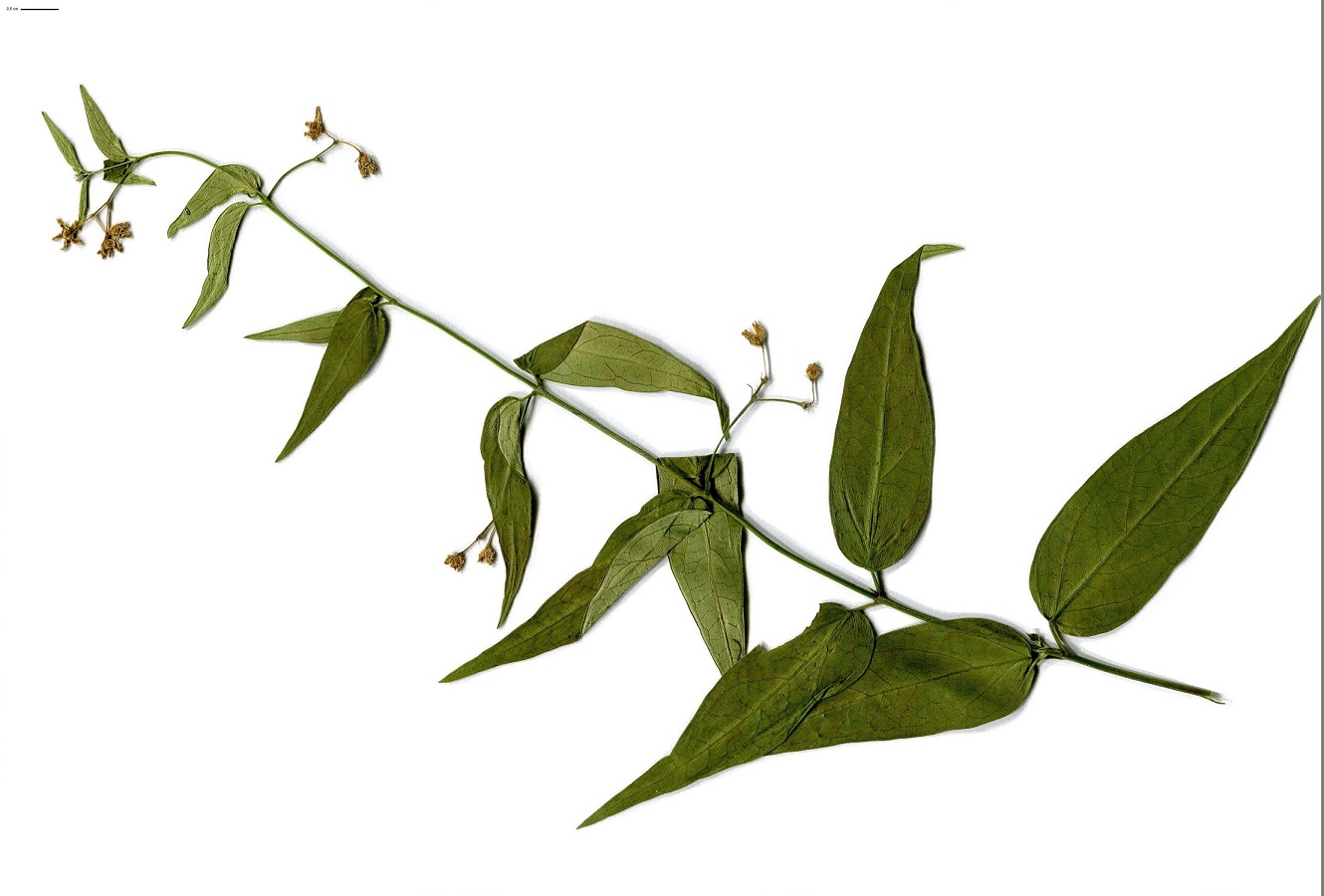 Vincetoxicum hirundinaria (Apocynaceae)